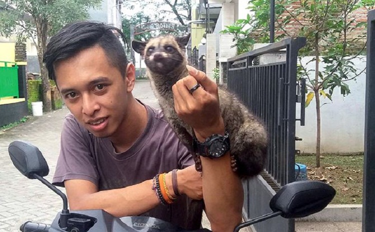 Bambang saat menunjukkan salah satu koleksi luwaknya. SP/ BLT