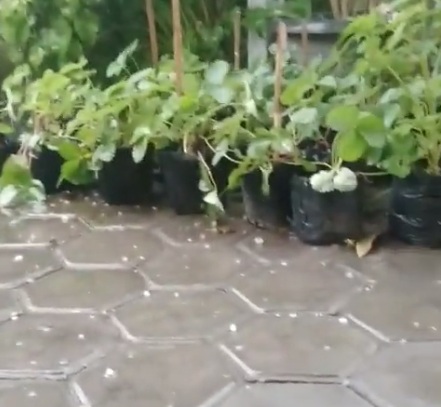 Tangkapan layar hujan es yang terjadi di Malang yang beredar di grup WA.