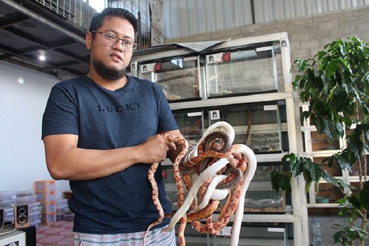 Candra Bayu Setiawan dengan ular hias budidayanya. SP/ BLT