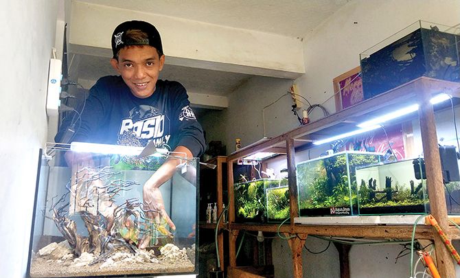Dhanu saat menunjukkan cara memasang ranting untuk menghias akuarium. SP/ TRG