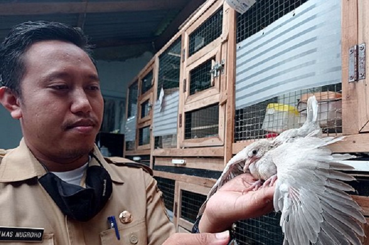 Dhimas sedang memeriksa puter pelung di kandangnya. SP/ BLT