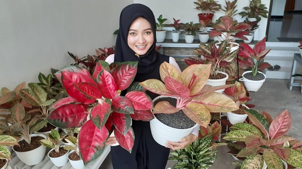 Eka Setyawati dengan tanaman aglonema miliknya. SP/ MDN