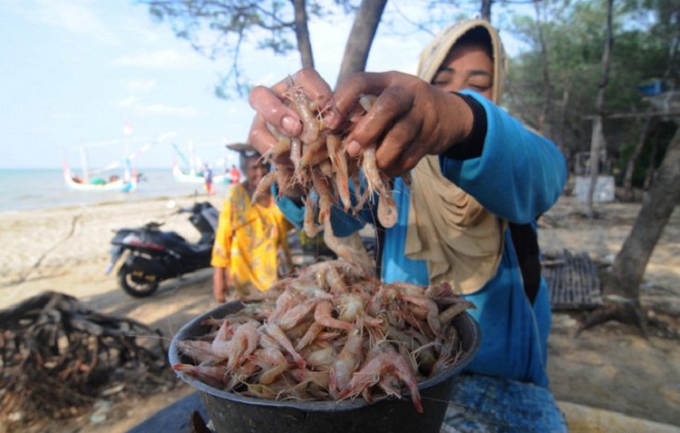 Warga saat memilah udang yang akan ditimbang di Pantai Jumiang, Pamekasan. SP/ SMR