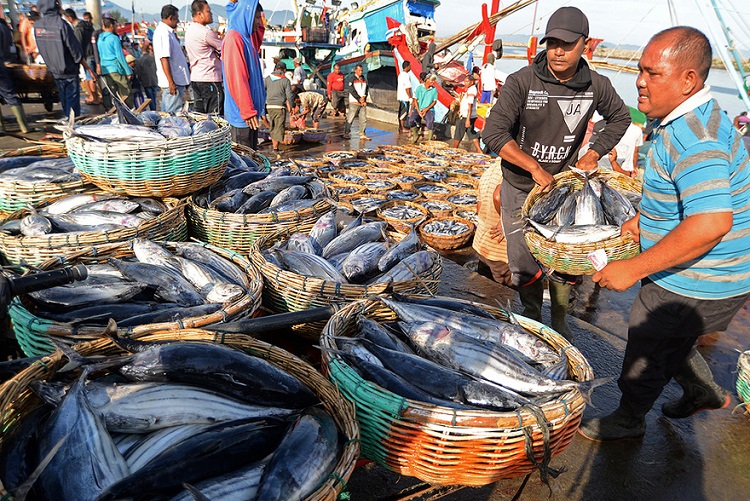 Ilustrasi. Nelayan saat panen ikan. SP/ JKT