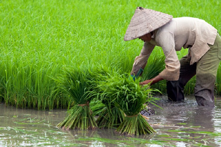 Petani yang tengah menanam padi di sawah. SP/ JKT