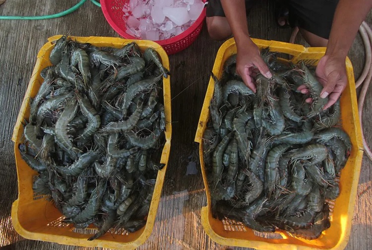 Ilustrasi hasil panen budi daya komoditas udang di Indonesia. SP/ JKT