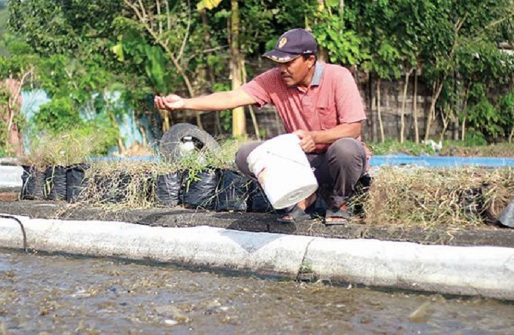 Gunawan sedang menabur pakan ikan lele di salah satu kolamnya. SP/ TRG