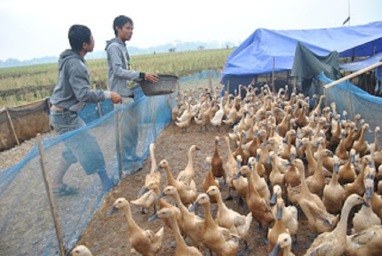 Guncang Gunawan dan Tuslam saat menjaga itik peliharaannya. SP/ SBY