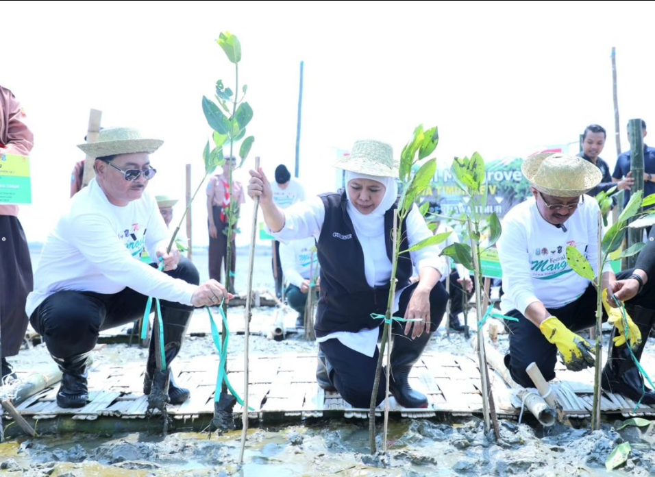 Gubernur Jatim menggelar festival mangrove untuk kuatkan ekosistem dari hulu ke hilir. SP/Humas Pemprov Jatim