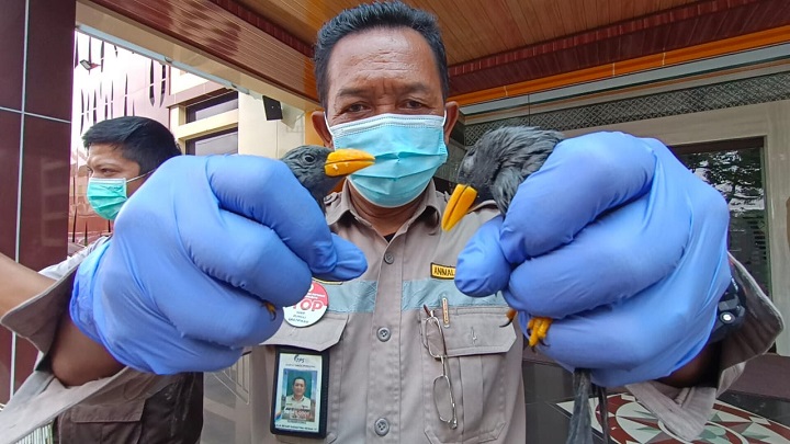 Petugas menunjukkan satwa dilindungi yang berhasil diamankan, Selasa (2/3/2021). SP/Arlana