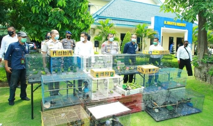Ratusan burung langka yang hendak diselundupkan , diamankan Ditpolairud dan BKSDA Jawa Timur, Selasa (24/11/2020). SP/Antok