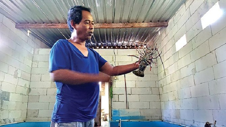 Pengepul lobster memperlihatkan salah satu jenis lobster kualitas super. SP/ TRG