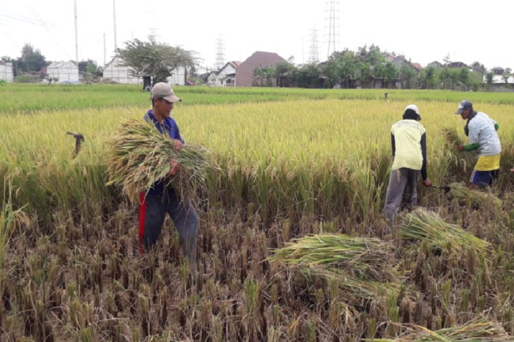 Para petani yang sedang panen gabah. SP/ JKT