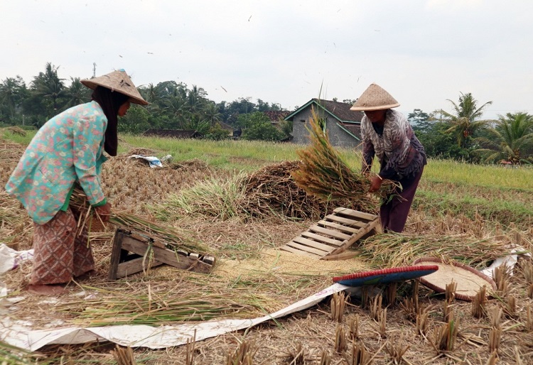 Ilustrasi. Para petani tengah memanen padinya di sawah. SP/ JKT