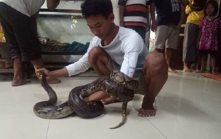 Hendra Pratama Nugraha yang tengah bermain dengan ular sanca. SP/ MJK