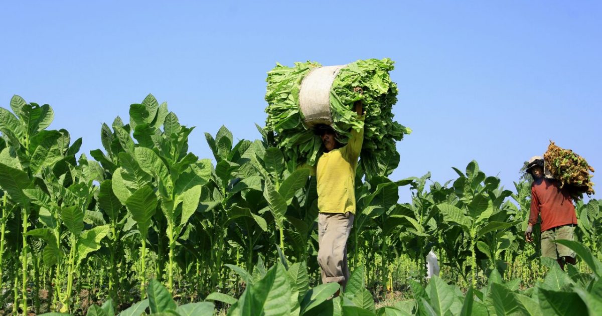 Petani tembakau di Kabupaten Probolinggo. Foto: Pemkab Probolinggo.