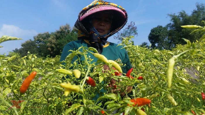 Harga cabai rawit di pasaran Jawa Timur saat ini terus mengalami penurunan.SP/IST