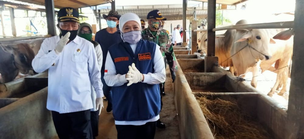Gubernur Jawa Timur Khofifah Indar Parawansa saat melihat langsung peternakan sapi di Lamongan.

FOTO:SP/MUHAJIRIN KASRUN