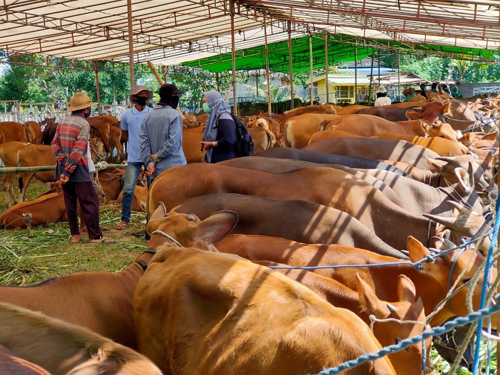 Disperta Sampang akan memberikan bantuan sapi kepada beberapa poktan. Jumlah sapi yang diberikan meningkat menjadi 62 ekor pada tahun ini. (Ilustrasi)