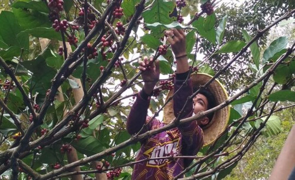 Panen kopi excelsa di Desa Panglungan, Kecamatan Wonosalam, Kabupaten Jombang. (SP/M. Yusuf) 