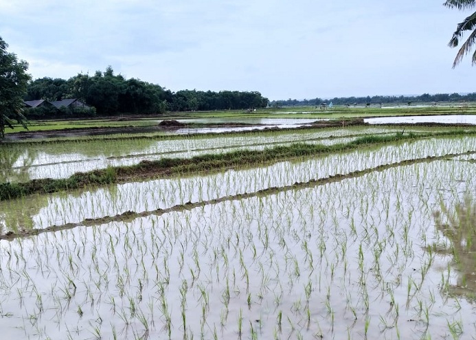 Foto : areal pesawahan di Desa Meddelan Kecamatan Lenteng Kabupaten Sumenep.  SP /Ainur Rahman