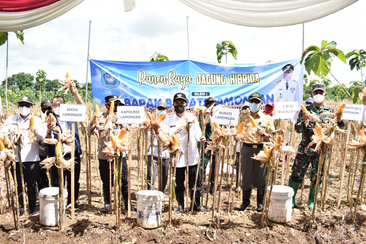 Caption: Bupati Fadeli saat panen jagung di kawasan Perhutanan di Lamongan. SP/MUHAJIRIN KASRUN