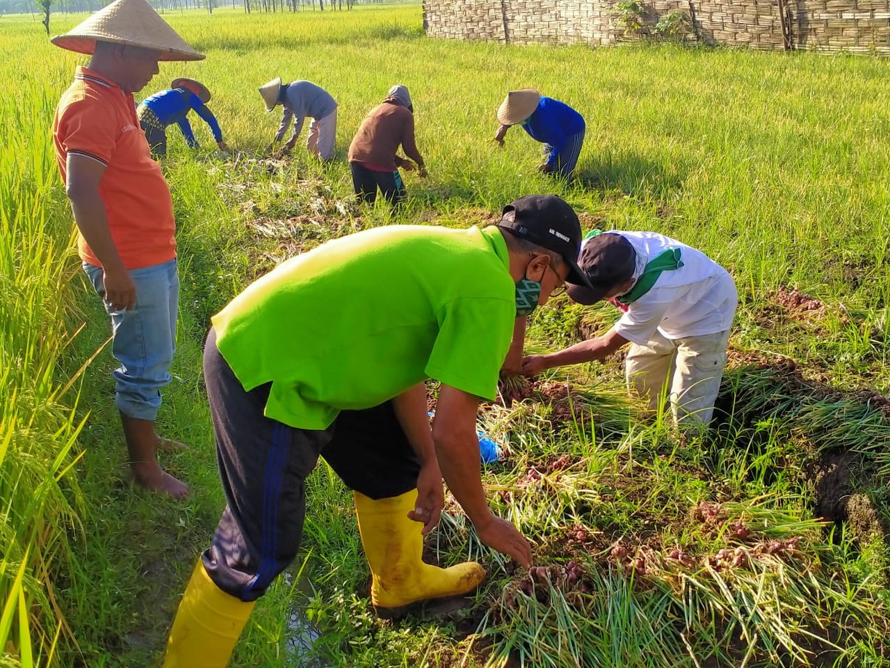 Ari (baju orange) sedang memanen bawang merah