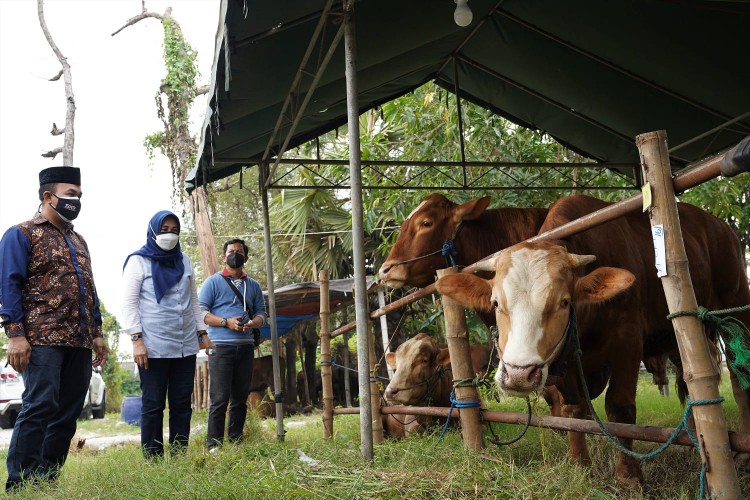 General Manager of CSR SIG Edy Saraya bersama Lurah Sidomoro, Gresik Christina Triandajani melihat kondisi hewan kurban di Peternakan Sapi Haji Munir, Desa Dahanrejo, Gresik. SP/SIG