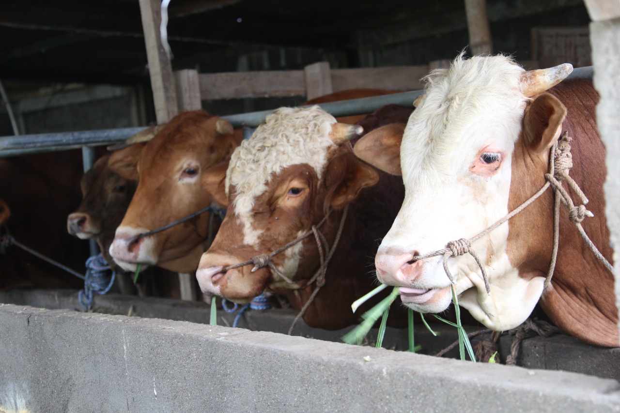 Sapi milik Bupati Kediri Haninditho Himawan Pramana yang hendak dijadikn kurban di RPH Kabupaten Kediri