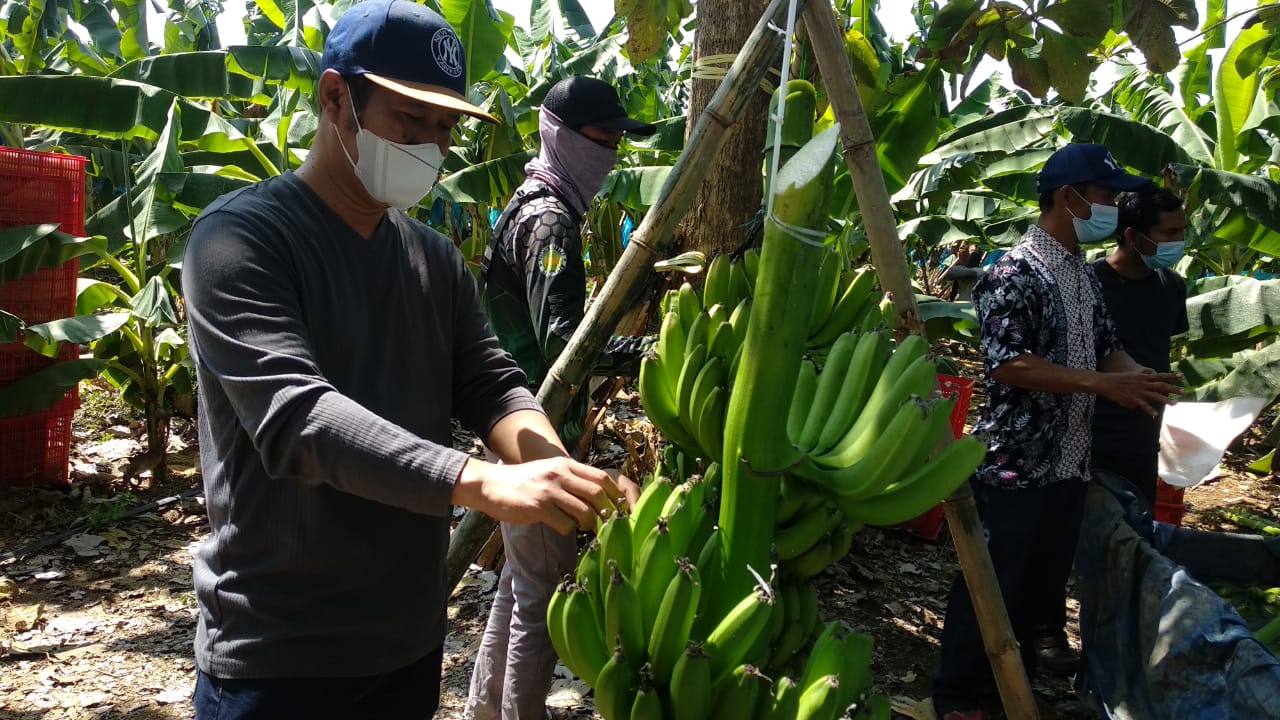 Caption: Gus Iwan saat memanen pisang cavendish di Desa Brangsi Kec Laren Kabupaten Lamongan.SP/MUHAJIRIN KASRUN
