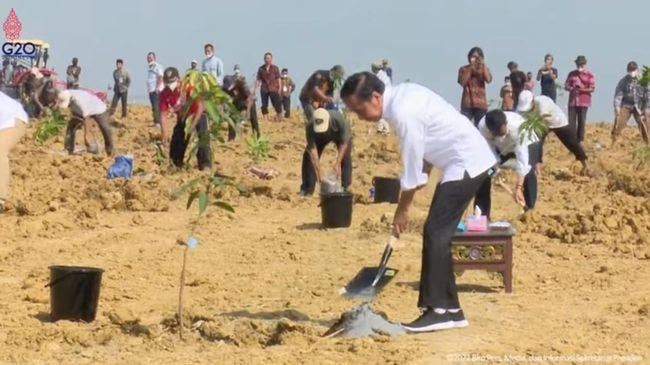 Presiden Joko Widodo melakukan penanaman pohon mangga di areal food estate di Gresik. FOTO: SP/Grs.