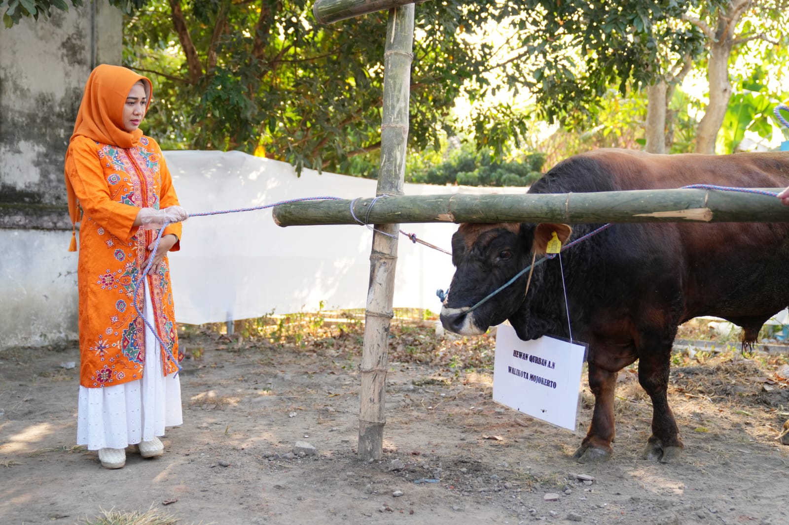 Wali Kota Mojokerto Ika Puspitasari selaku Dewan Penasehat KORPRI Kota Mojokerto Serahkan Hewan Qurban Sapi di RPH Sekar Putih