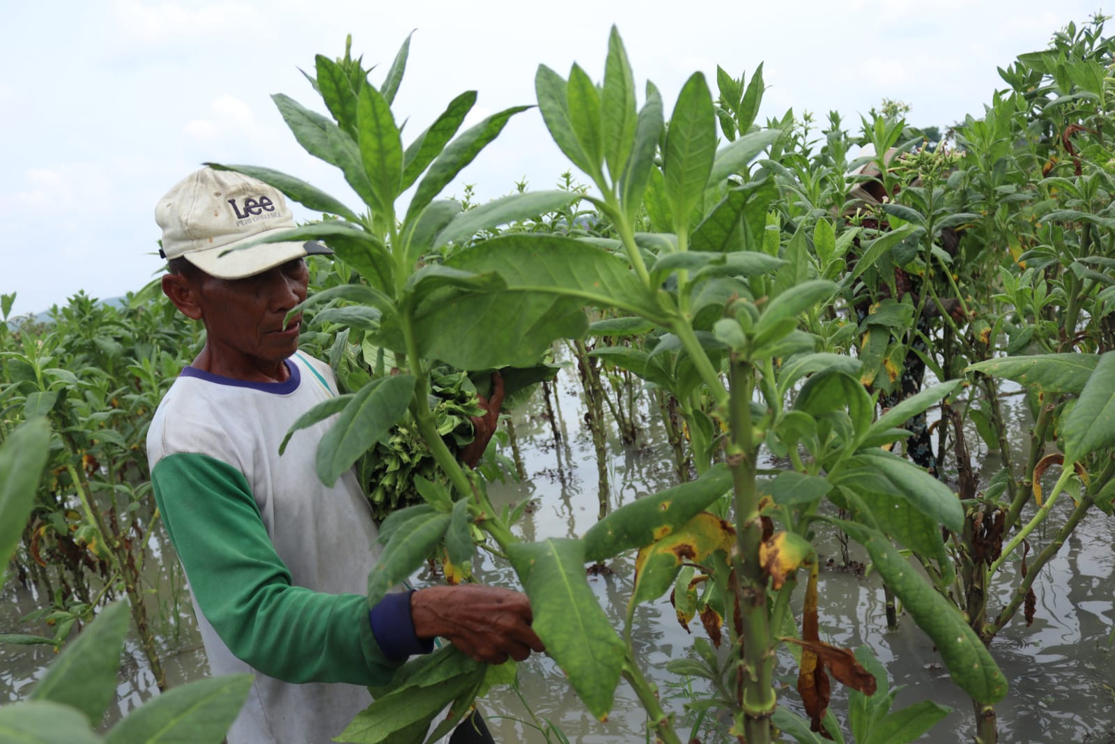 Petani tembakau di Kabupaten Jombang 