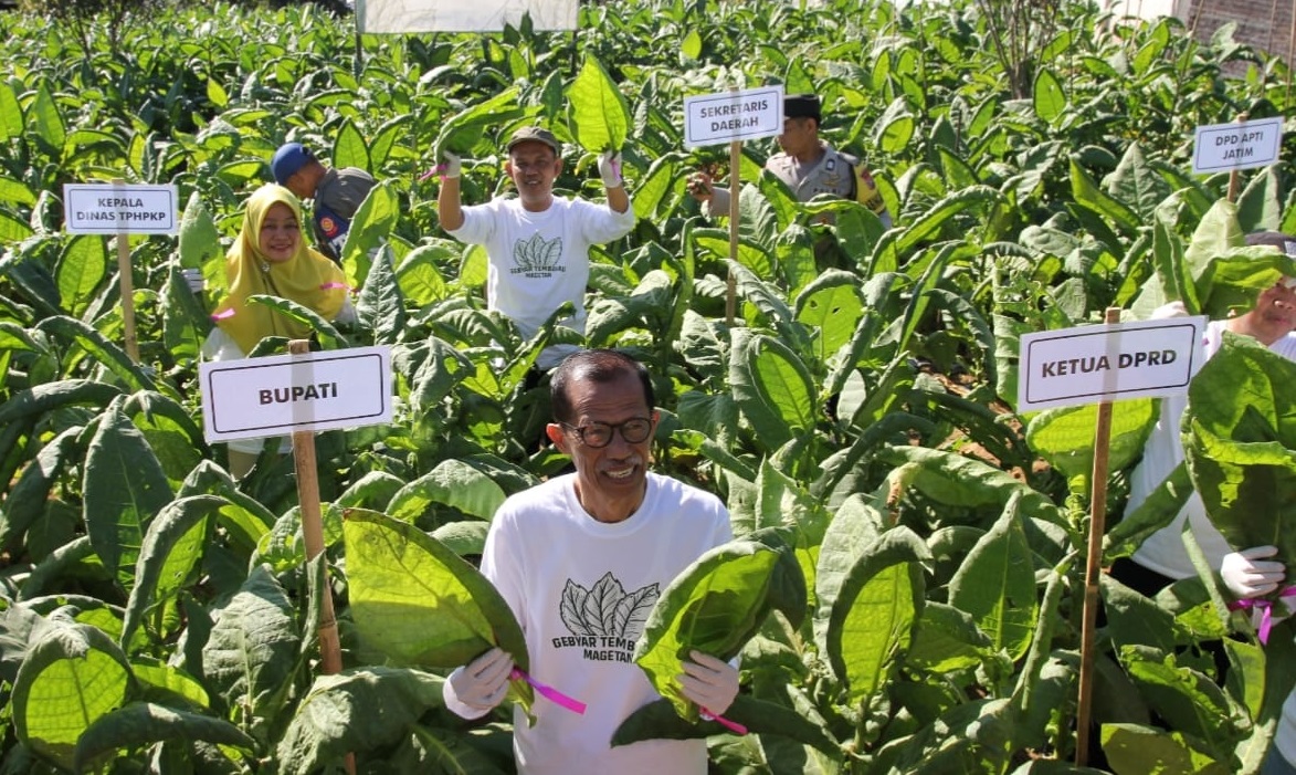 Bupati Magetan Suprawoto saat panen tembakau di Kabupaten Magetan. Foto: Prokopim Magetan.