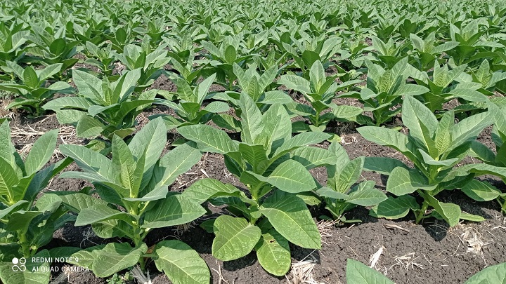 Tembakau saat baru umur beberapa hari. SP/IST