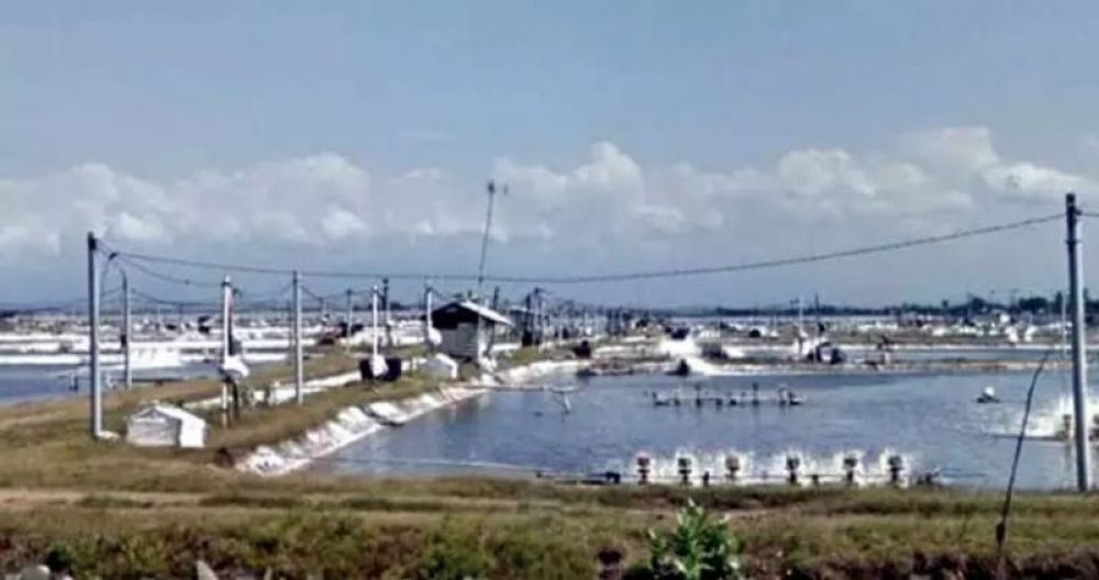 Tambak udang PT. Bumi Subur. SP/Lim