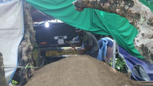 Makam korban saat dibongkar untuk dilakukan autopsi. 