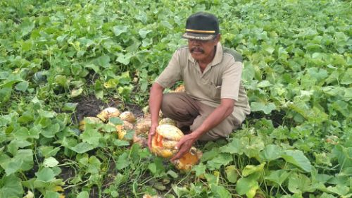 Petani di Dusun Rejoso, Desa Rejosopinggir menunjukkan blewah yang rusak akibat terendam air. 