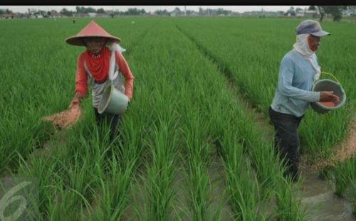 Petani lagi menaburkan pupuk bersubsidi.