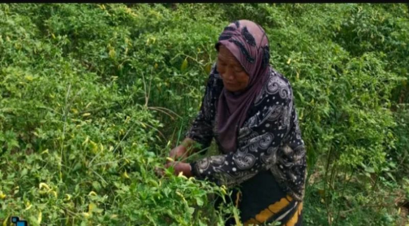 Ilustrasi petani cabe.