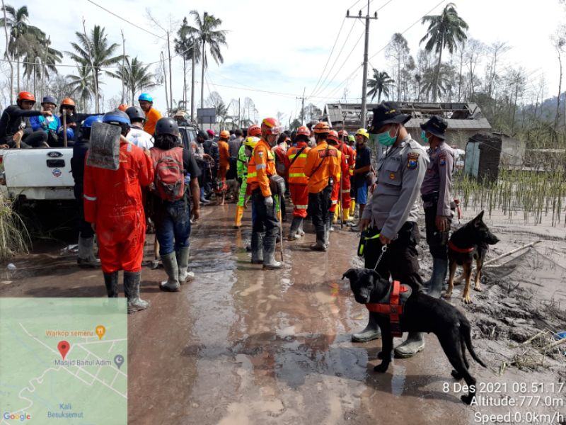 Belasan anjing K-9 itu, berhasil menemukan sedikitnya 13 jenazah korban, sejak hari kedua operasi pencarian berlangsung pada Minggu (5/12/2021) hingga Senin (13/12/2021).