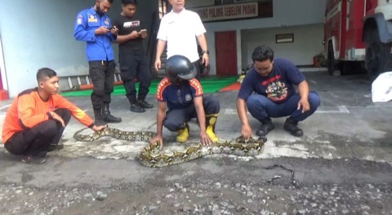 Petugas mengamankan ular piton sepanjang empat meter di Kantor Damkar Kabupaten Jombang, Jawa Timur, Rabu (2/2/2022). 