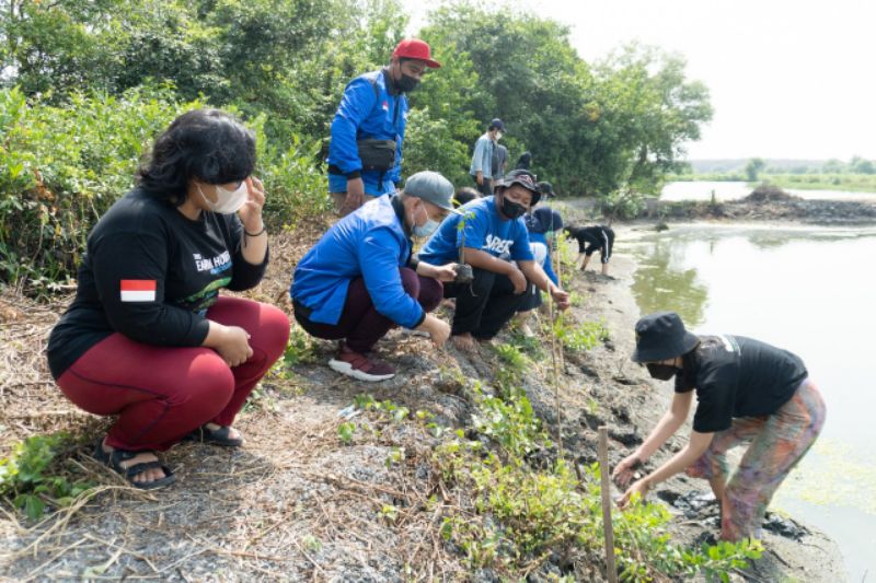 Penanaman bibit mangrove di Ekowisata Mangrove Gunung Anyar, Surabaya. 