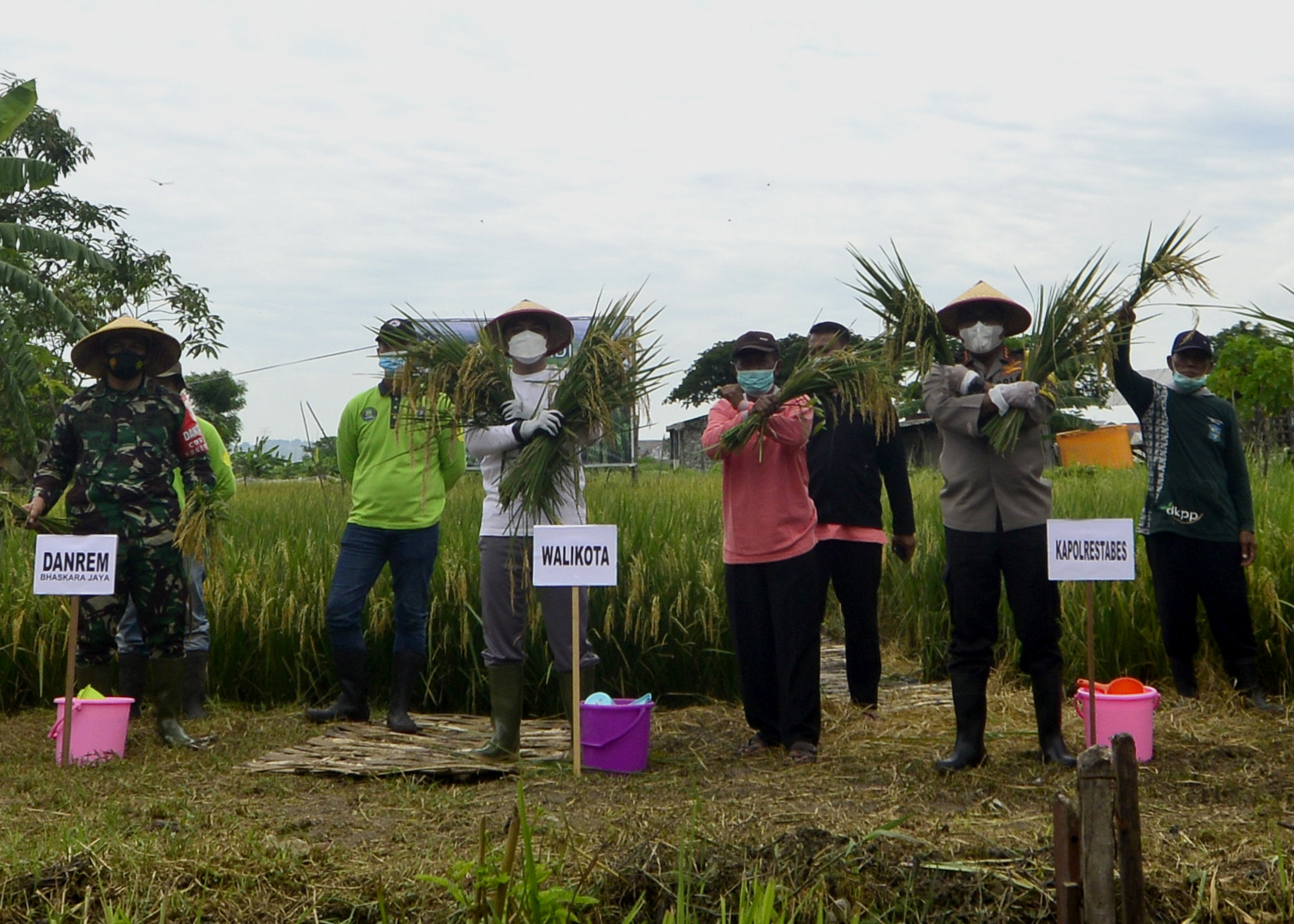 Wali Kota Surabaya Eri Cahyadi, bersama Kelompok Tani (Poktan) di Kecamatan Pakal melakukan panen raya padi Varietas Ciherang, Selasa (9/3). SP/ALQOMARUDDIN.