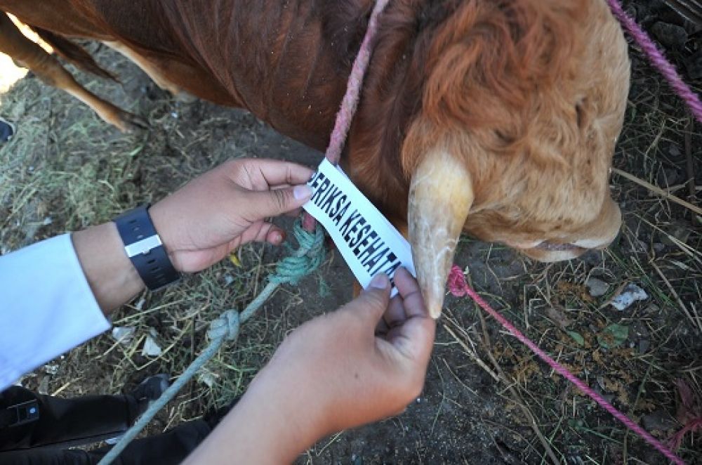 Hewan kurban yang telah dilakukan pemeriksaan, akan diberi tanda atau sticker. SP/ALQ