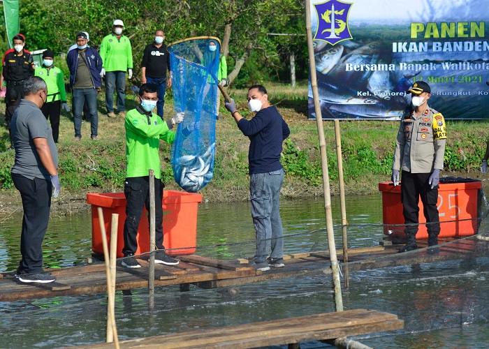 Wali Kota Surabaya, Eri Cahyadi Panen 1,25 Ton Ikan Bandeng di Mangrove Wonorejo.SP/ALQOMARUDDIN.