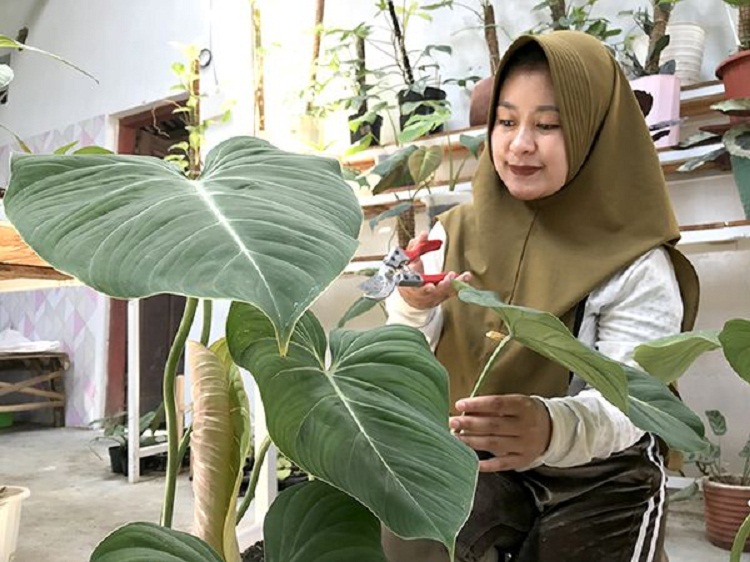 Ike Nursila Puspitasari saat merawat tanaman budidayanya. SP/ TLG