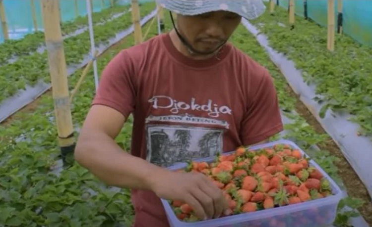 Ikhsanudin yang sedang memanen buah storberi budidayanya. SP/ MGL