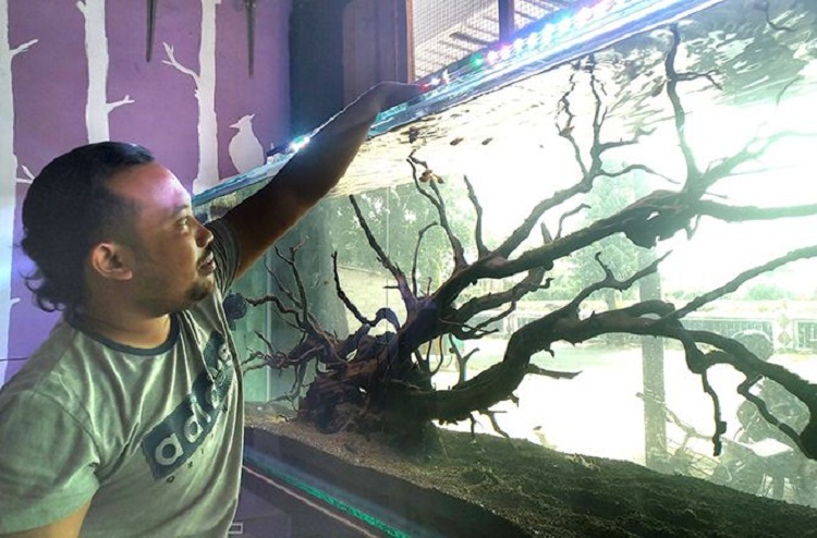 Imam Bahrudin sedang memberikan makan ikan peliharaannya di dalam aquascape. SP/ TLG