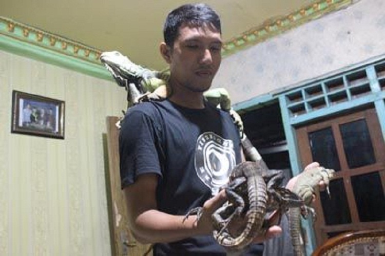 Imam Khawarom dengan iguana budidayanya. SP/ LMG